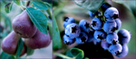 Pears-Blueberries