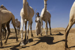 A Beja camel herder brings his animals to a watering hole on the road between Suakin and Kassala.Erheib, Red Sea State