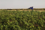 A seasonal worker walks through fields of chili in the Gezira Scheme.  The area between the Blue and White Niles south of Khartoum is one of the largest irrigation projects in the world and the most productive agricultural region in Sudan.  The scheme is fed by a series of canals from the Blue Nile.El Medina Arab, El Gezira State 