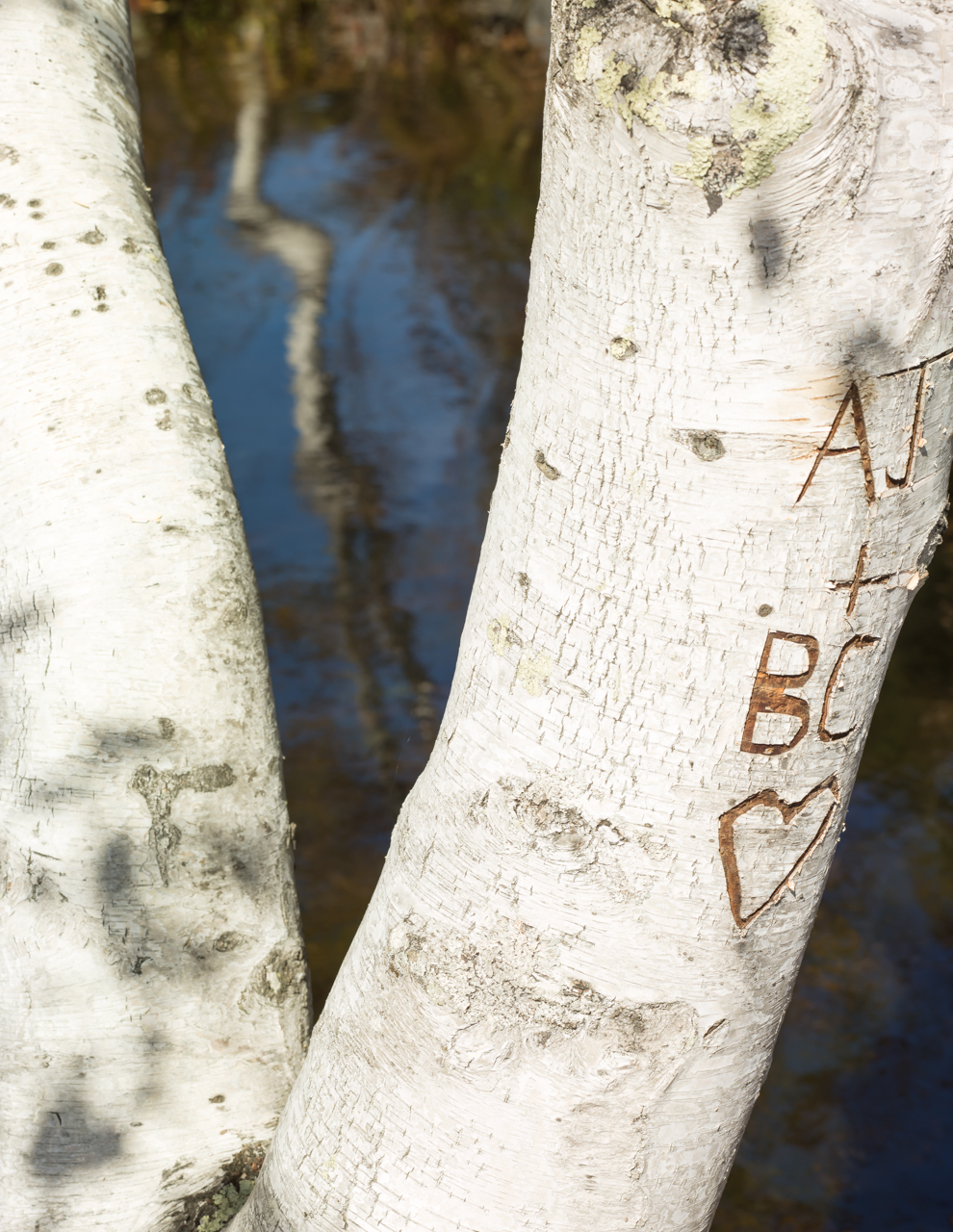 Birch_Abstract-032310