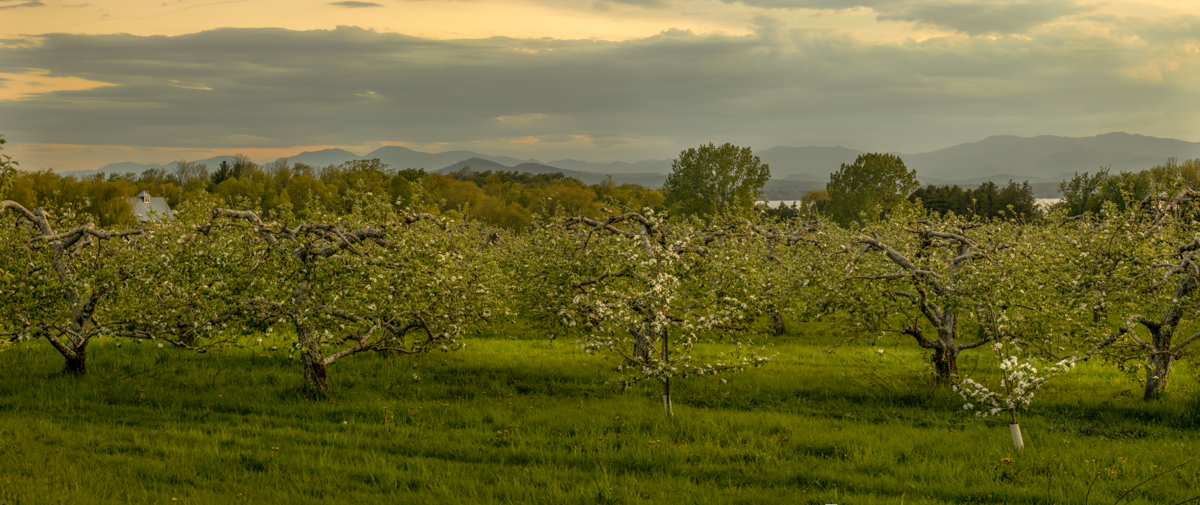 Shelburne Orchard Blossom