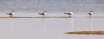 Caspien Gulls in Formation