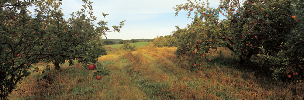 Collegeville Orchard