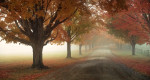 Fall_Fog-