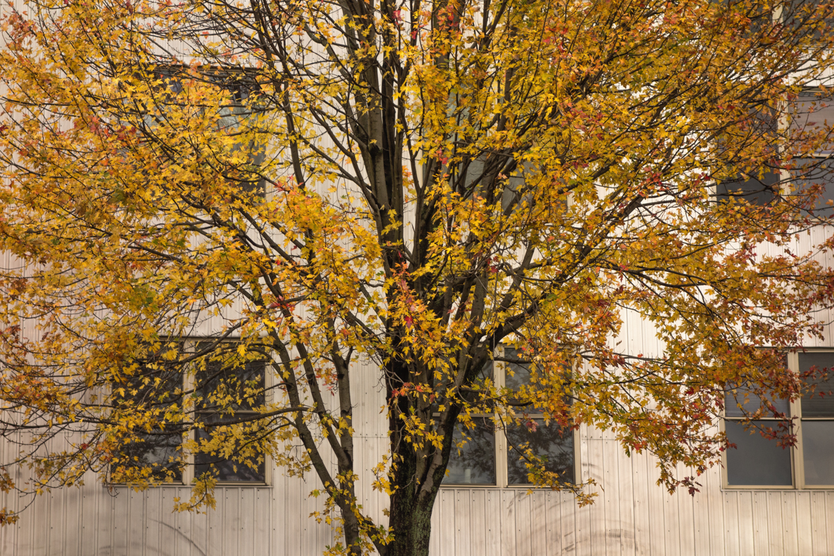 Fall_Tree_Windows-