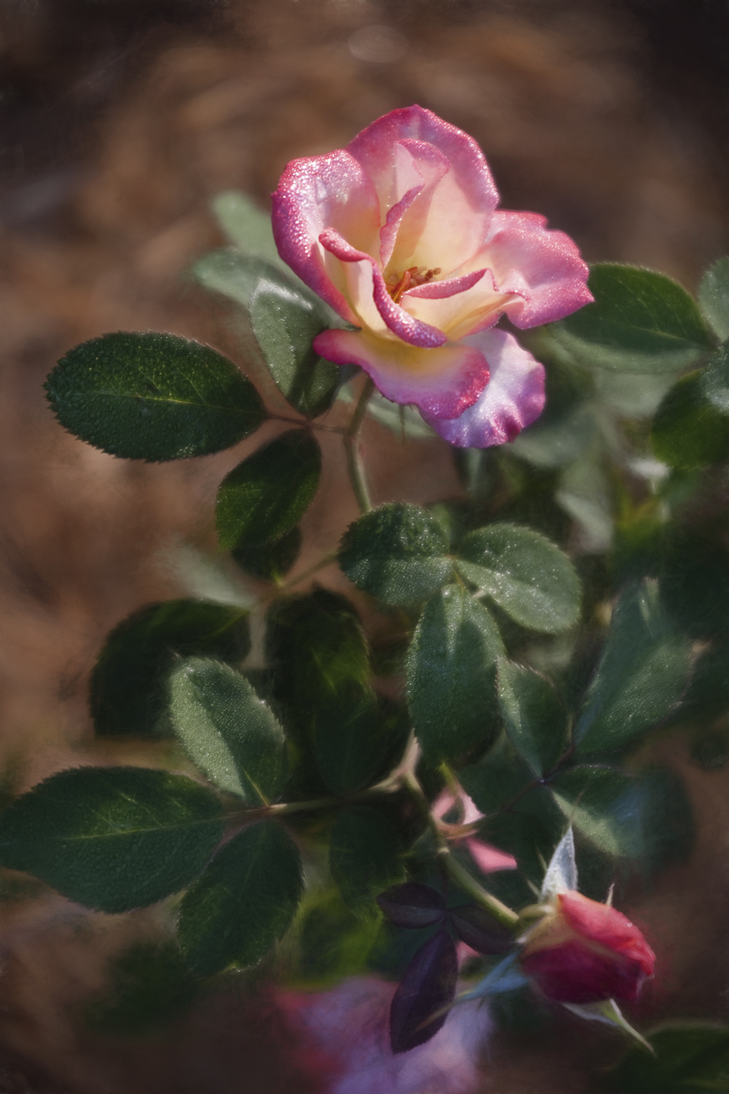 Florriebunda Rose