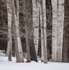 Winter Trees Stowe