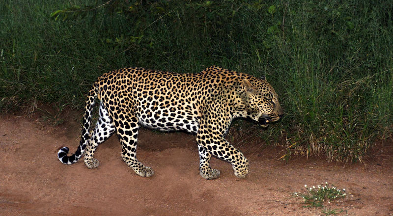 Leopard, Kruger SA