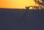 baby_giraffe_sunset-copy