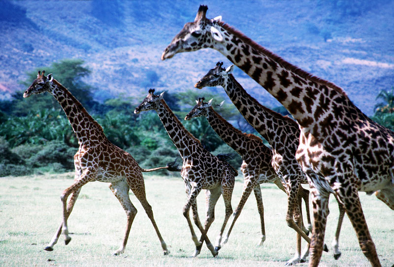 giraffe-copy