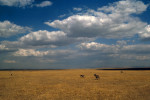 Masai Mara, Kenya