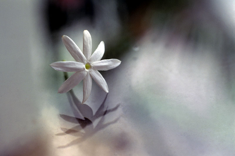 white-_flower-copy