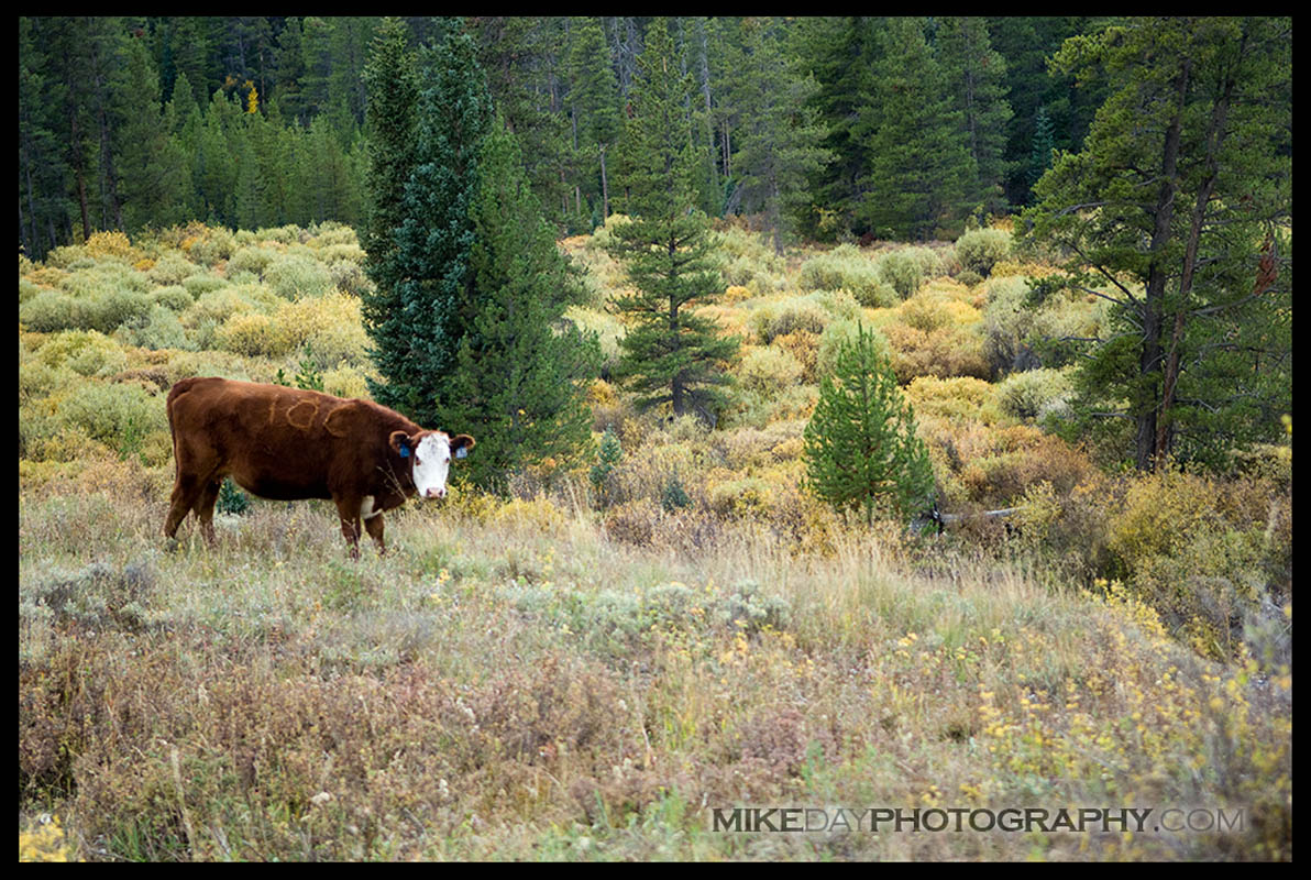 Mt Crested Butte, Colorado