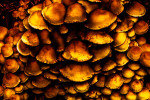 Mushrooms Big Sur California