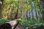 Jedidiah Redwood Forest
