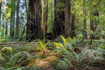 Jedidiah Redwood Forest
