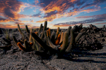 Cactus at Sunset