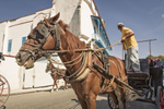 horse and cart in havana
