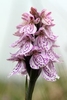 140617-Heath-Spotted-Orchid-Fetlar