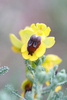 AP6I2656_1_-180508-Ophrys-lutea-