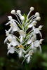 AP6I5860-edit-White-fringed-Orchid-Platanthera-blephariglottis