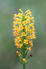 AP6I6054-edit-Crested-Yellow-Orchid-Platanthera-cristata-
