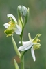 Bee-Orchid-var-chlorantha