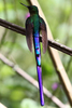 IMG_7241-Violet-tailed-Sylph-wings-apart