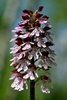 Lady-Orchid