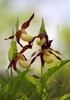 Lady_s-Slipper-Orchid