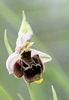 Late-Spider-Orchid2