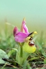 Sawfly-Orchid