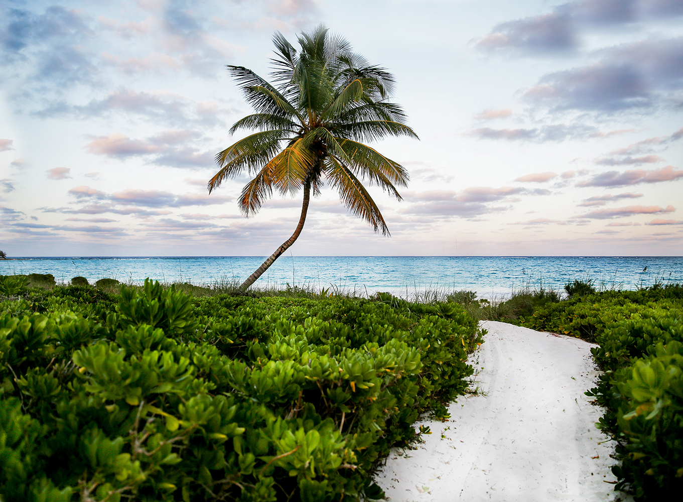 Palm-tree-and-path