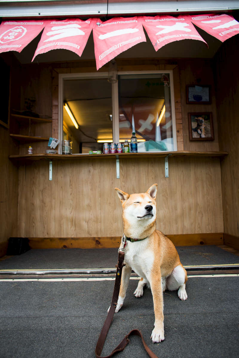 Miso the dog sits in front of the ordering window of the Miso Hungry food cart during the Wings Over Vermont air show on the Burlington waterfront on Friday, August 12, 2013.