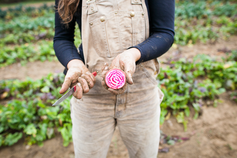 Young woman farmer holding candy striped beet in the fields. by Vermont photographers at Reciprocity Studio, Burlington