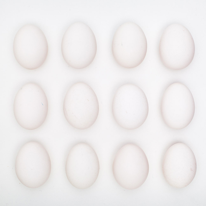 A dozen eggs on white shot in studio by Vermont photographers Reciprocity Studio in Burlington.