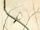 Sparrow on tree limb. 