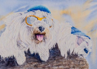 two_dogs_with_glasses