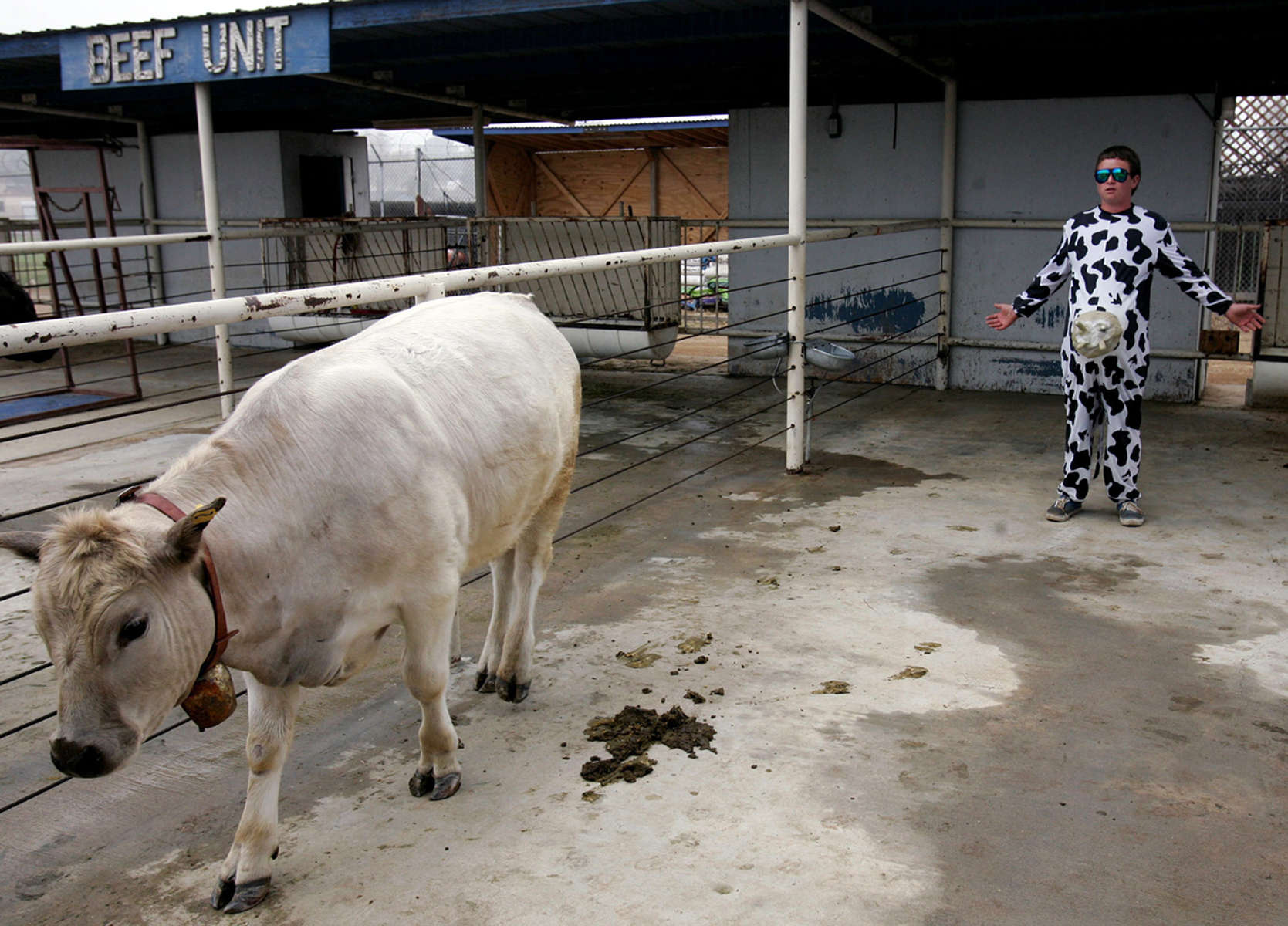 A steer shows no interest in Norco High School student Brad Bishop who was trying to pet him while entertaining second graders during the National Ag Day celebration in Norco, Calif. (The Press-Enterprise/ Mark Zaleski) 