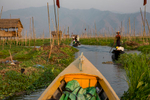 Beautiful agricultural area of Inle Lake