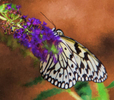 Butterflies-11