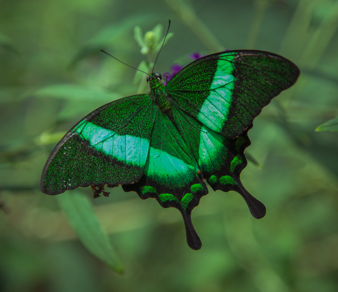 Butterflies-15