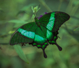 Butterflies-15