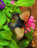 Butterflies-8