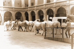 Royal Lippazan horses