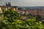 Vineyards of Prague