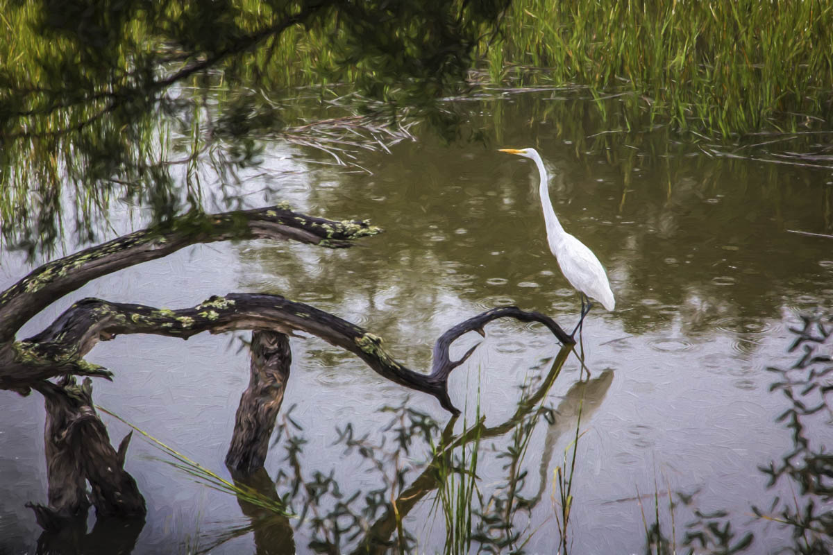 Abundant Wildlife