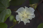 Delicate cotton blossom