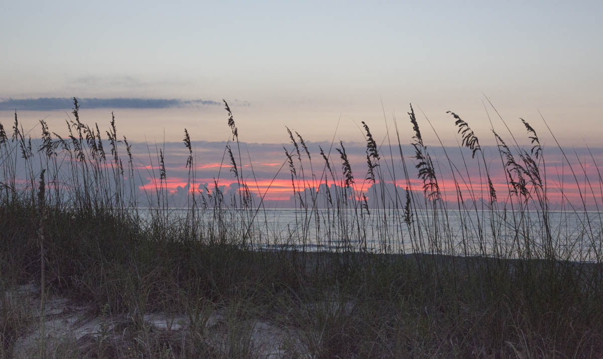 Sea Oats so important in stopping erosion