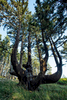 Octopus Tree-ancient Sitka spruce
